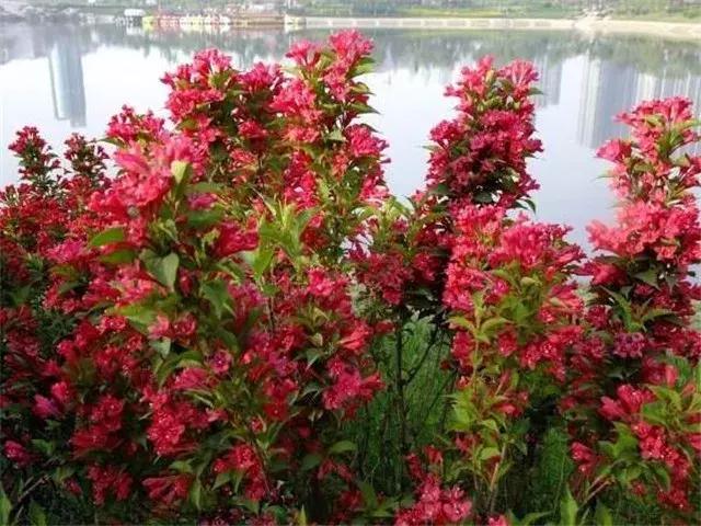 这个销售季：大乔木回暖看涨，灌木行情如何？