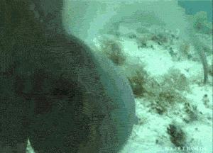 章鱼哥智商逆天,章鱼哥的智商退化视频