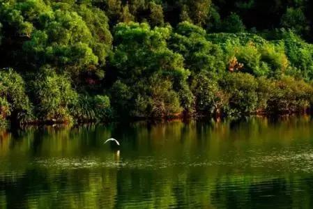 深圳5号线景点打卡地有哪些,来深圳必看的十大网红景点