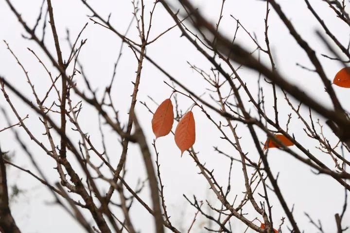 你越黄，我越喜欢！凛冬将至，这是最后一波西太湖的秋景