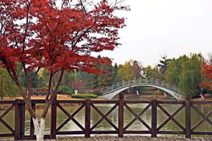 你越黄，我越喜欢！凛冬将至，这是最后一波西太湖的秋景