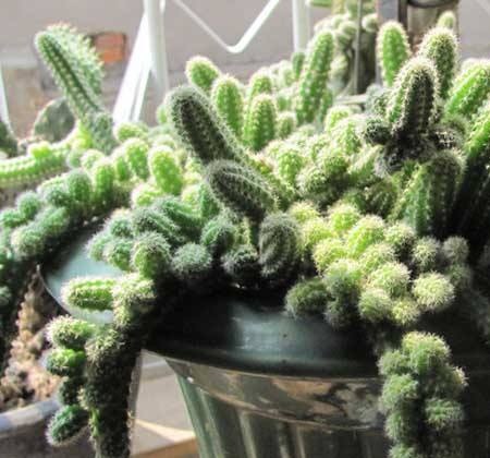 仙人指开花以后养护技术,仙人指怎样才能开花