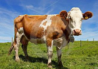 一个乳牛的牧场，为了维持牛的数量，在母牛群中放养了一只公牛