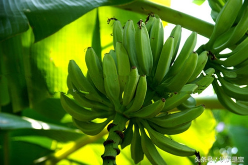 芭蕉树它是怎么来的,讲解芭蕉树