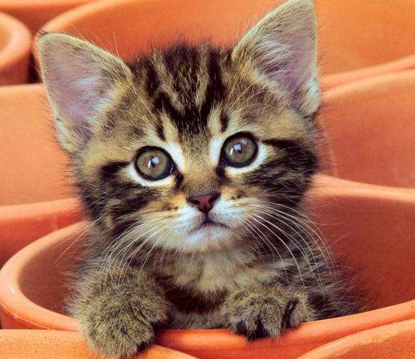 一个乳牛的牧场，为了维持牛的数量，在母牛群中放养了一只公牛