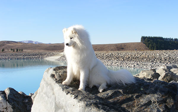 每日一读动物,每日一读狗狗品种博美