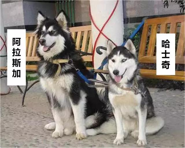 哈士奇和阿拉斯加的区别懂了吧,哈士奇和阿拉斯加的区别在哪里