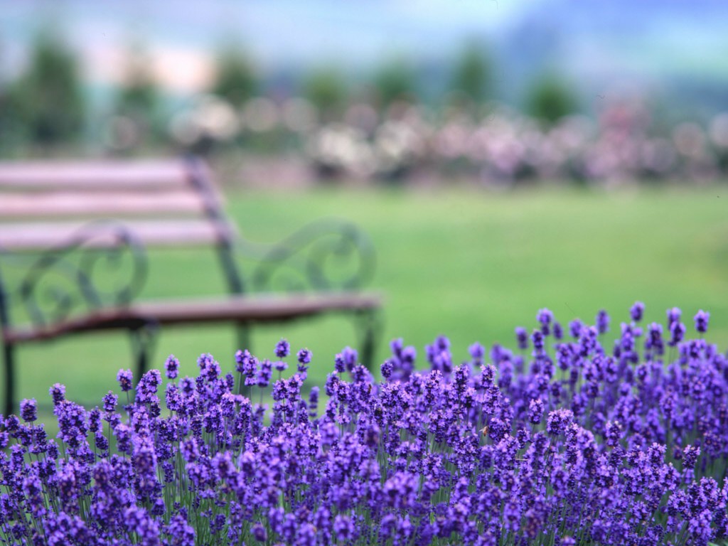 薰衣草，在等待爱情的路上优雅浪漫地踱步