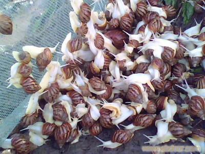 最挣钱的养殖业养殖什么不愁销路,穷人养殖什么最挣钱新型养殖业