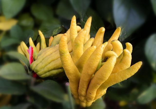 佛手柑|我自拈花笑，清风徐徐来