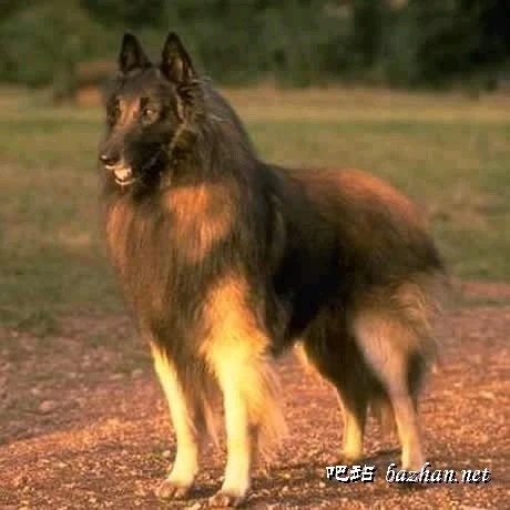 十大名犬品种大全大图,世界十大名犬图片大全