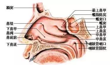 治疗咽喉疾病常见联合用药方案,咽喉肿痛常见病联合用药的方案