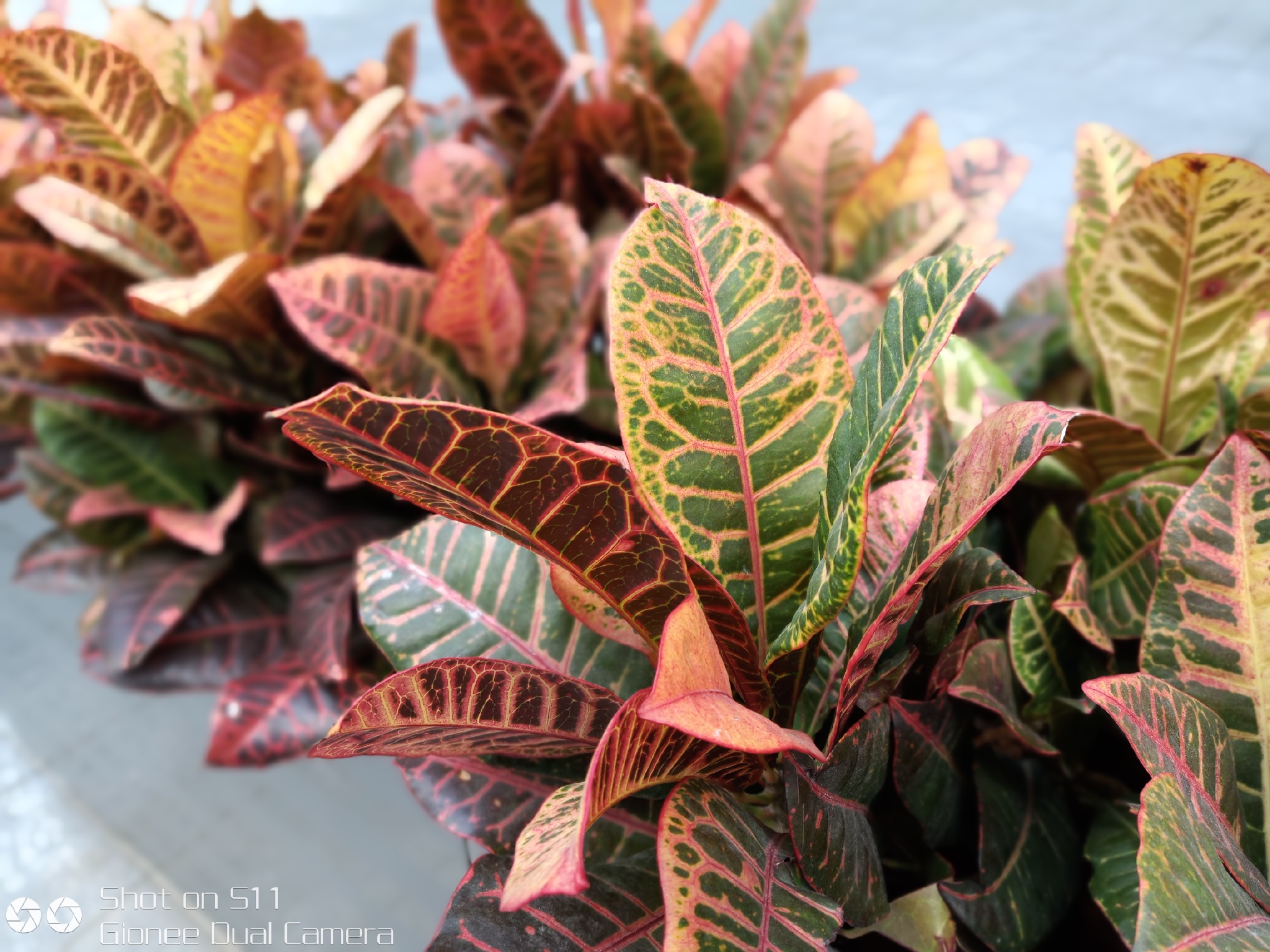 金立s11最新评测,金立s11的价格和配置