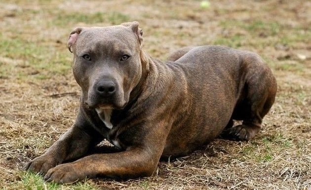 十大名犬品种大全大图,世界十大名犬图片大全