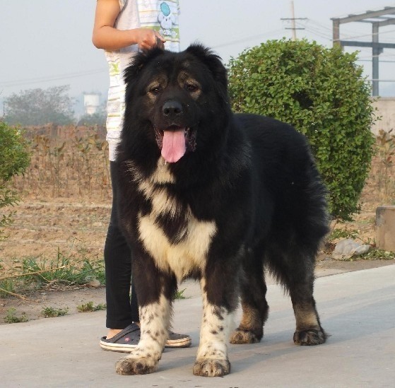 十大名犬品种大全大图,世界十大名犬图片大全
