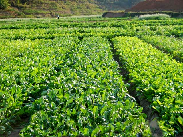 来肇庆端州旅游去哪玩,去肇庆市旅游带什么手信