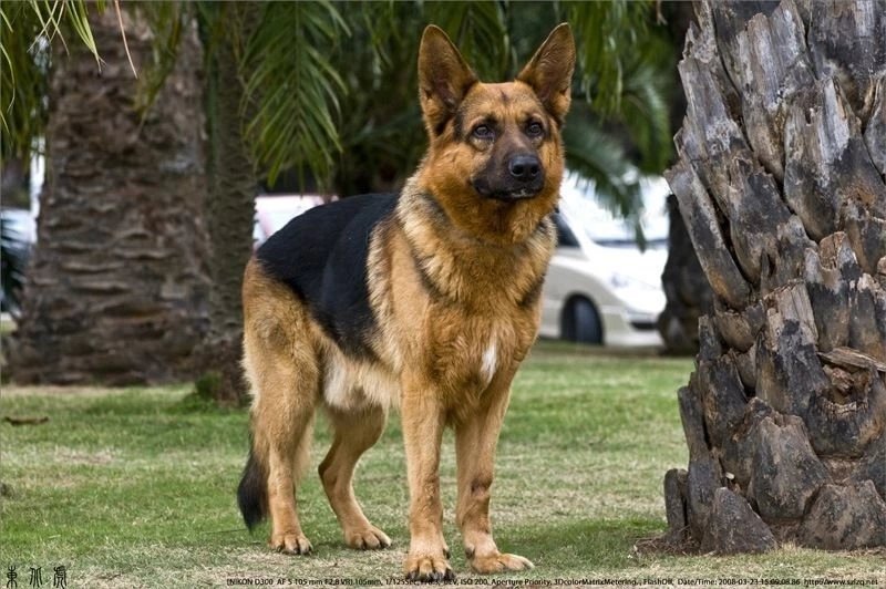 十大名犬品种大全大图,世界十大名犬图片大全