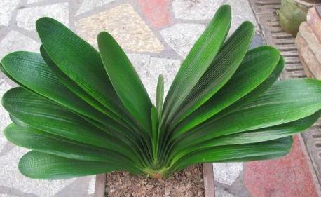 君子兰盆栽多久浇水最好,花卉君子兰浇水方法图