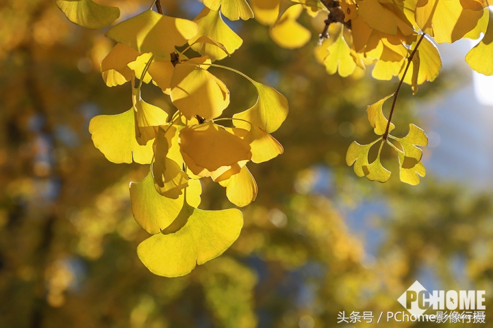 值得入手的数码相机平价佳能,佳能相机测评今年