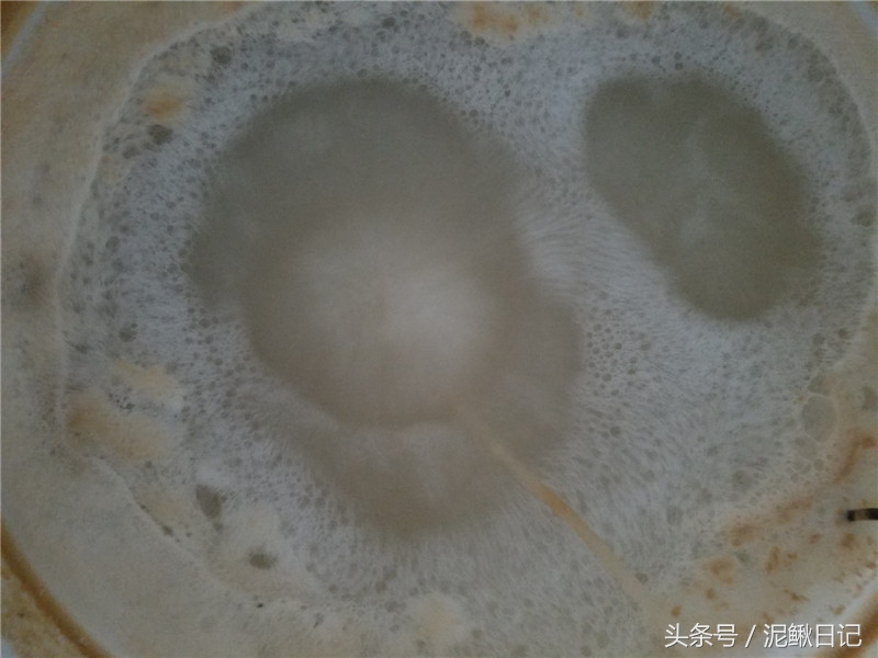 养殖泥鳅赚钱吗,泥鳅养殖亏本多