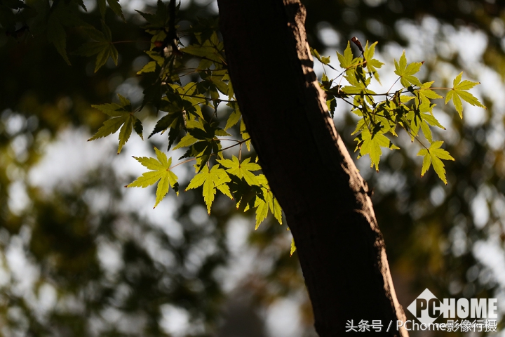 值得入手的数码相机平价佳能,佳能相机测评今年