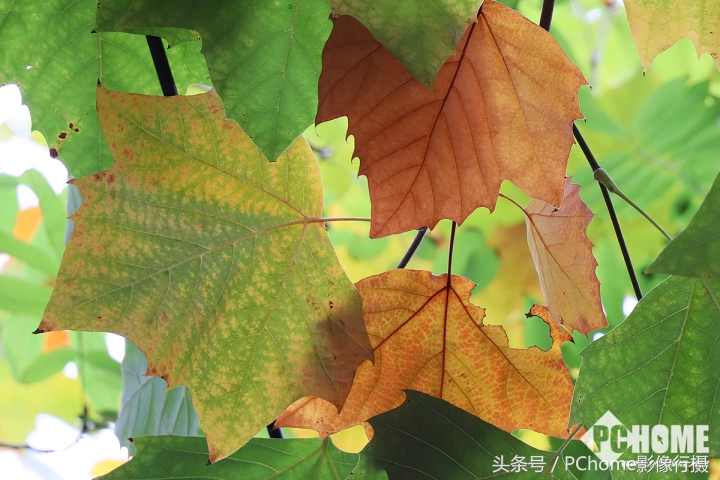 值得入手的数码相机平价佳能,佳能相机测评今年