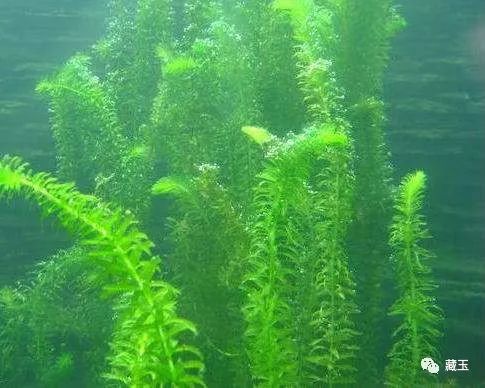 识别假表,识别假玉