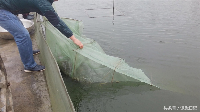 养殖泥鳅赚钱吗,泥鳅养殖亏本多