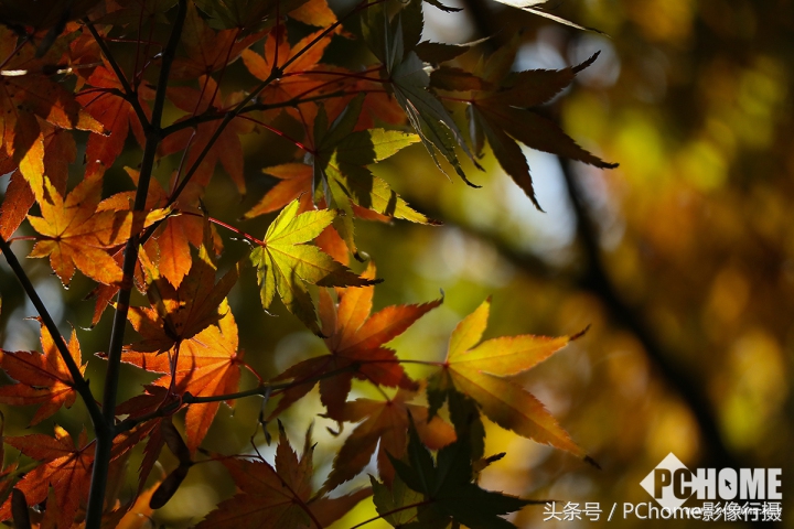 值得入手的数码相机平价佳能,佳能相机测评今年