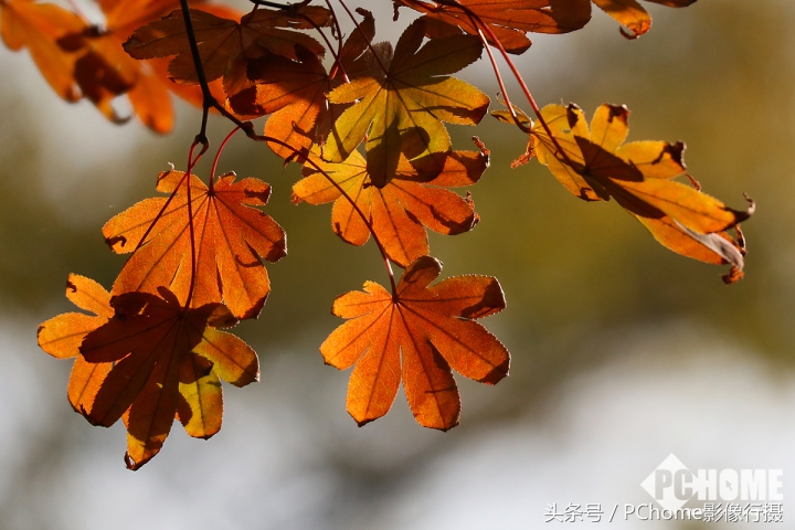 值得入手的数码相机平价佳能,佳能相机测评今年