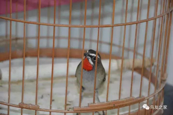 蓝点颏冬季,靛颏冬季饲养管理