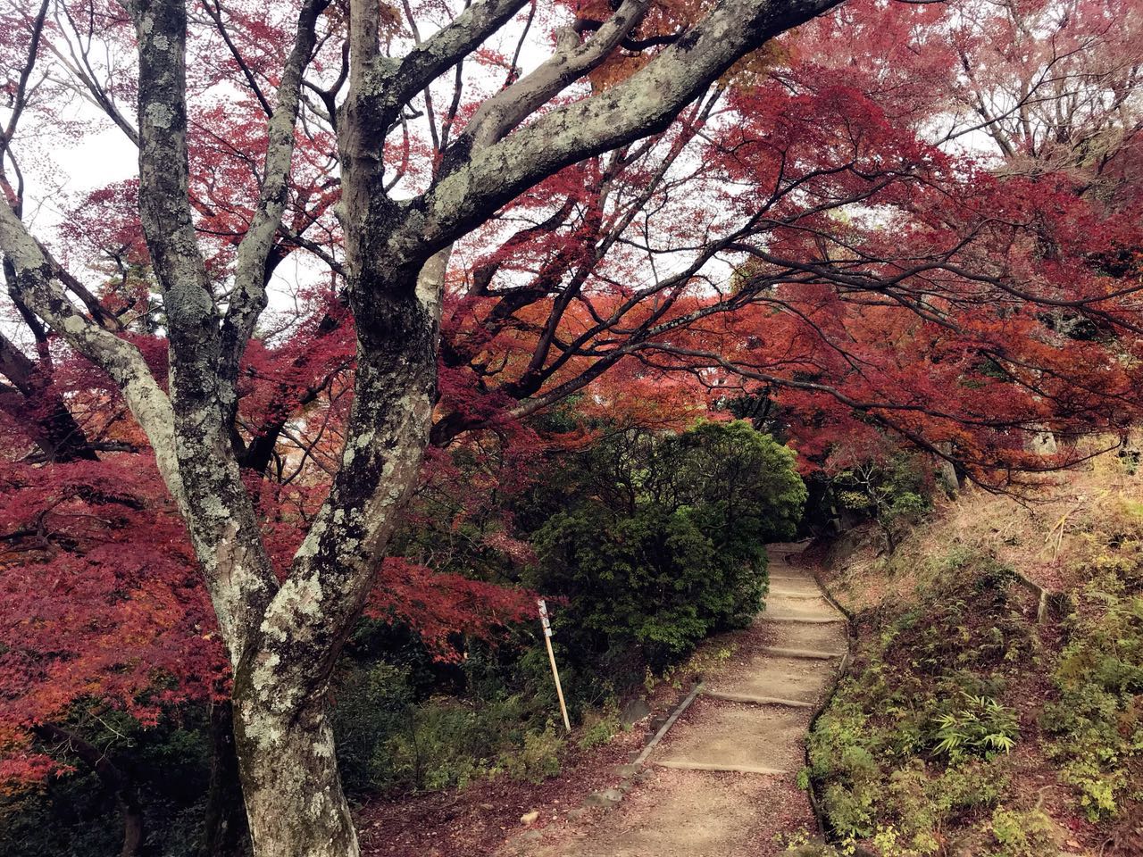 日本关西美食攻略,跟我游旅游攻略