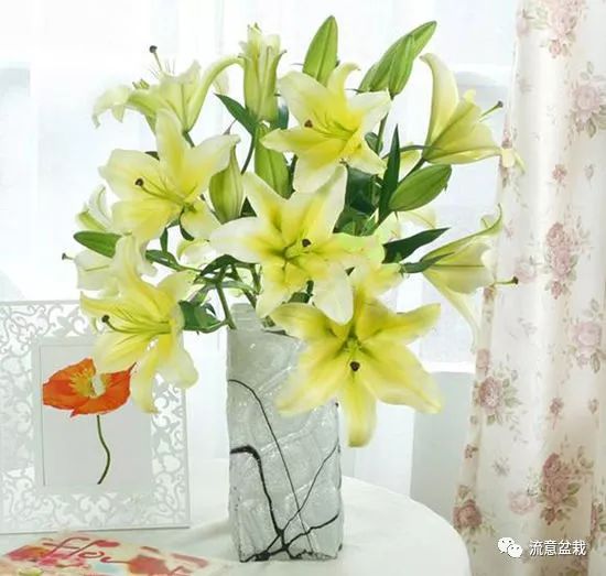 塑料瓶扦插什么花最好,花的瓶插方法