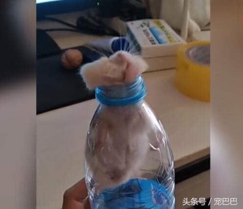 仓鼠缩成一团睡觉身子发抖,仓鼠缩着身体跑