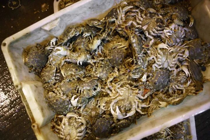 上海去哪里吃实惠而又正宗的海鲜,上海哪里的海鲜又便宜又好吃