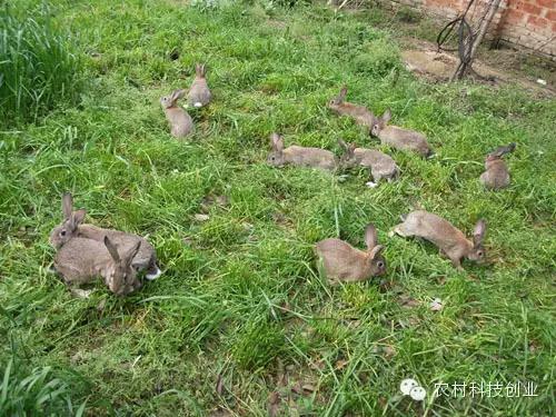 合适农村创业的小本点子,12个合适农村创业的小本项目