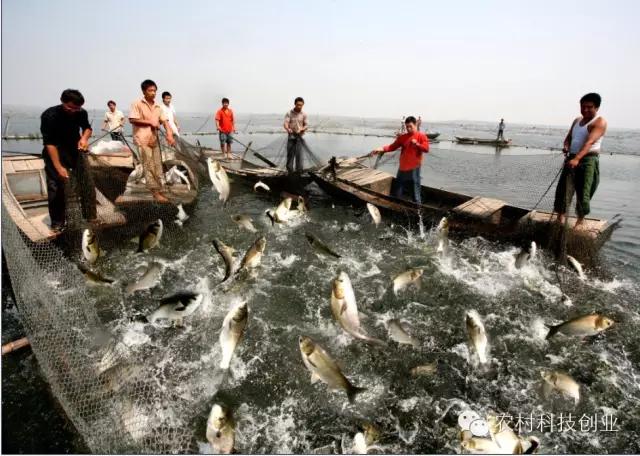 合适农村创业的小本点子,12个合适农村创业的小本项目