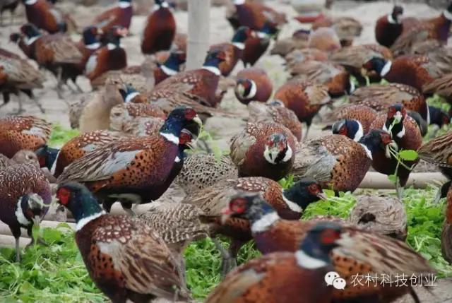 合适农村创业的小本点子,12个合适农村创业的小本项目