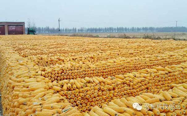 合适农村创业的小本点子,12个合适农村创业的小本项目