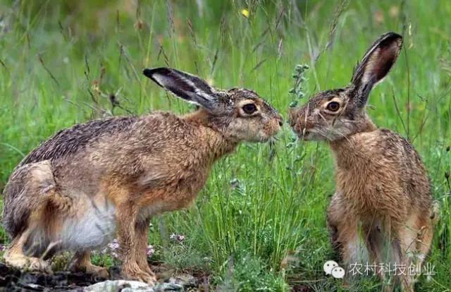 合适农村创业的小本点子,12个合适农村创业的小本项目