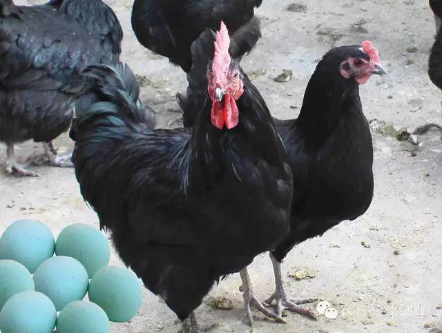 合适农村创业的小本点子,12个合适农村创业的小本项目