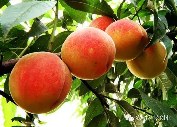 合适农村创业的小本点子,12个合适农村创业的小本项目