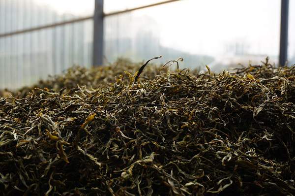 普洱茶熟茶制作流程图,做普洱茶如何入门