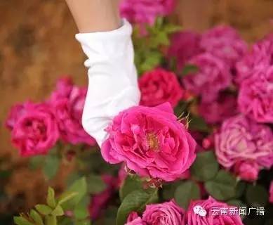 清热解毒润肺止咳生津止渴,生津润肺止咳还防感冒