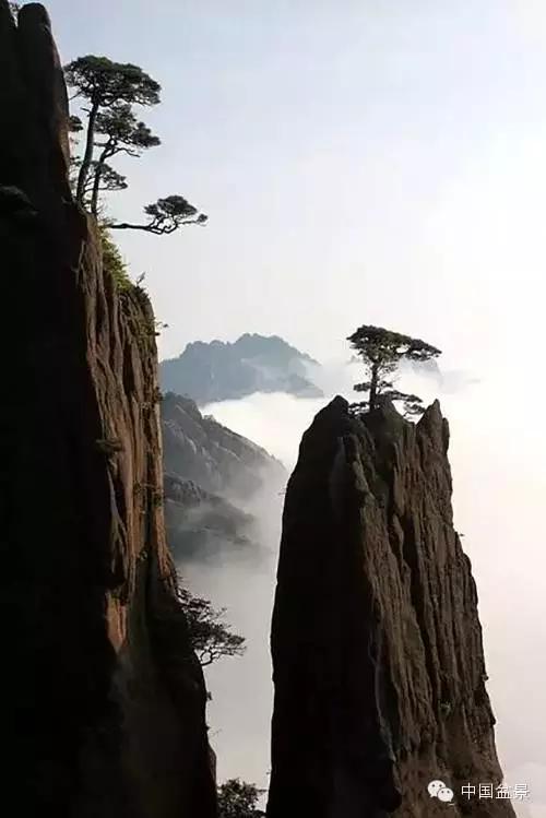 文人树盆景美不胜收,中国神奇的十大盆景