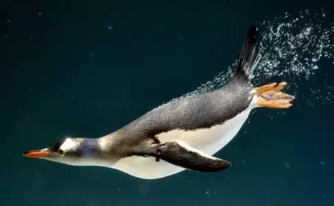 世界上数量最多的鸟类是,世界上飞得最高的鸟类是