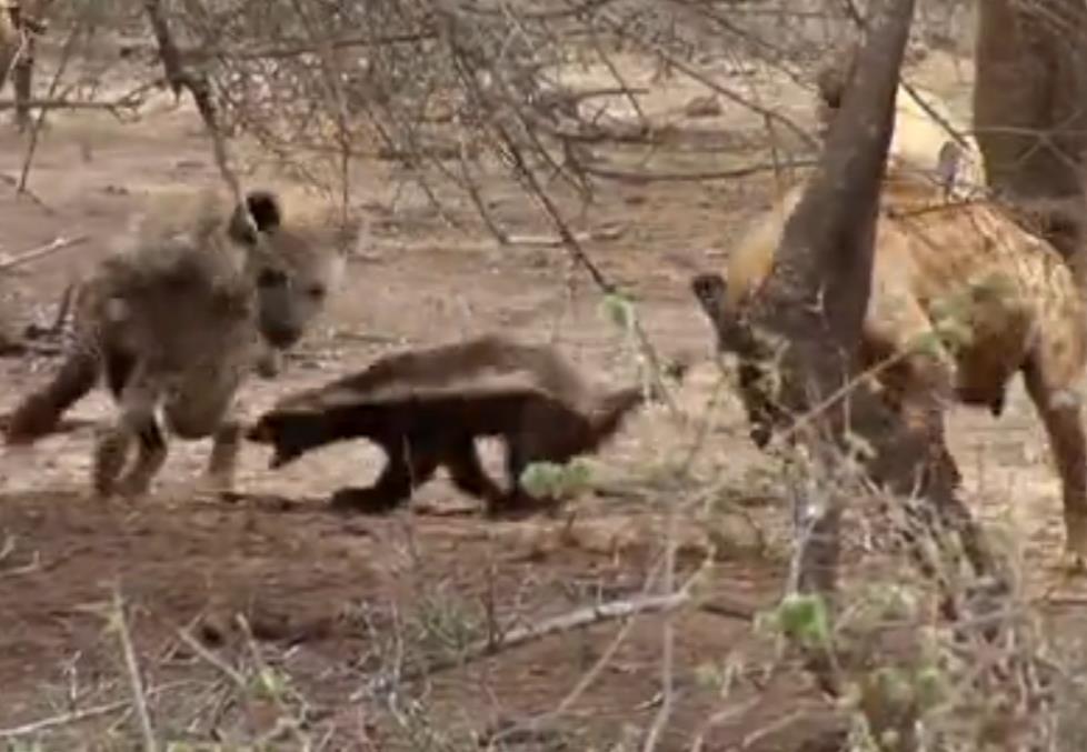 蜜獾单挑鬣狗群非洲二哥,蜜獾不大但敢与狮子鬣狗抗衡