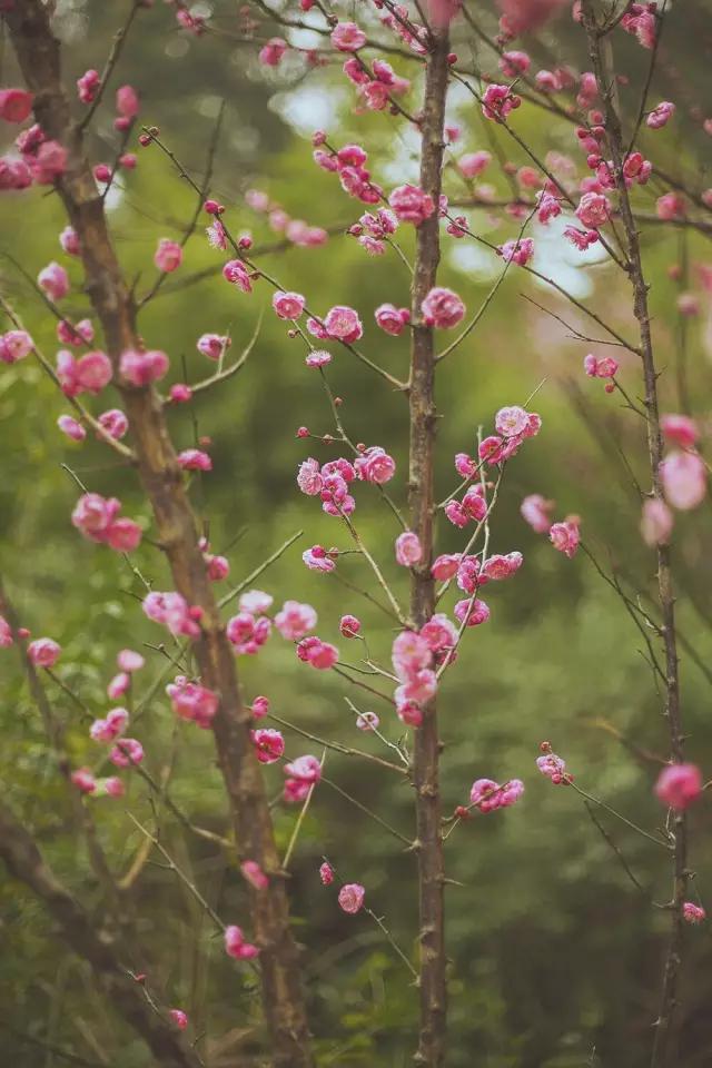 他在这里盖房子时，日本人还没学会唐风