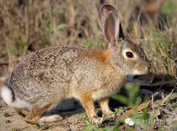 合适农村创业的小本点子,12个合适农村创业的小本项目