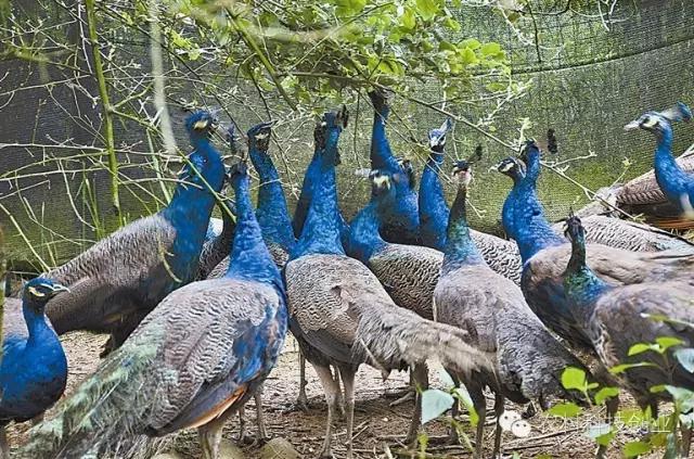 合适农村创业的小本点子,12个合适农村创业的小本项目